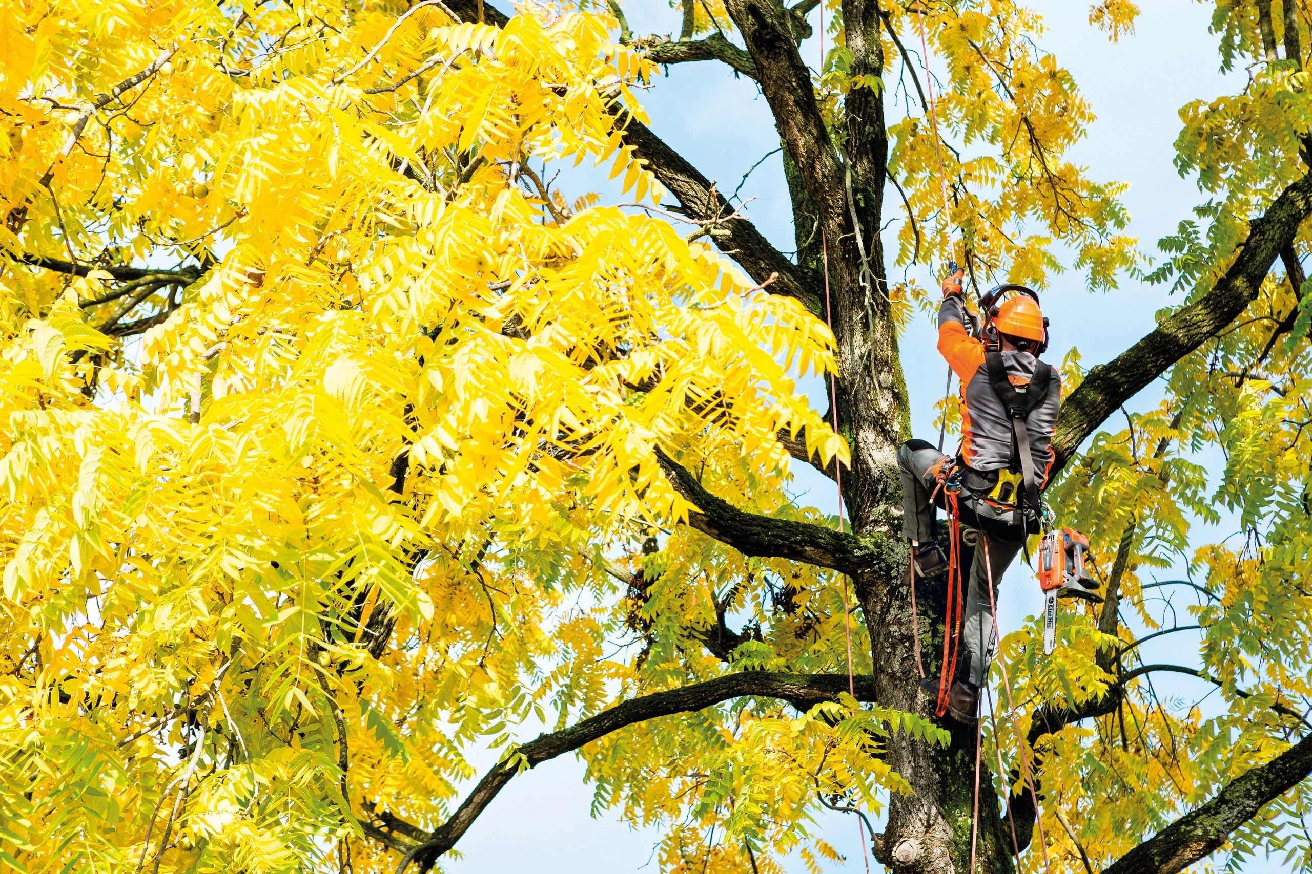 Tree climber su corda in foresta