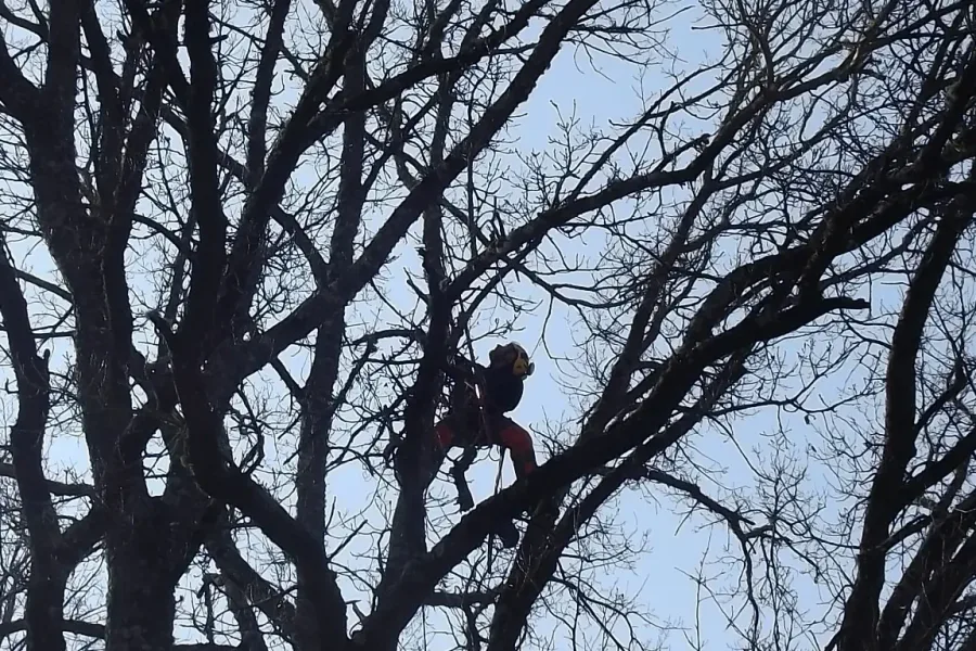 Tree climber con imbracatura e corde di sicurezza su albero ad alto fusto